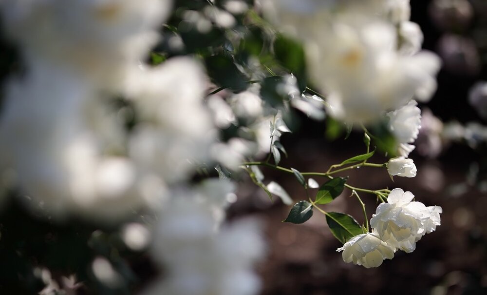 Obiektyw SIGMA A 105 mm f-1.4 A DG HSM  wytrzymałość