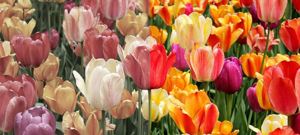 Telewizor SONY LED KD-XF7596 - technologia TRILUMINOS