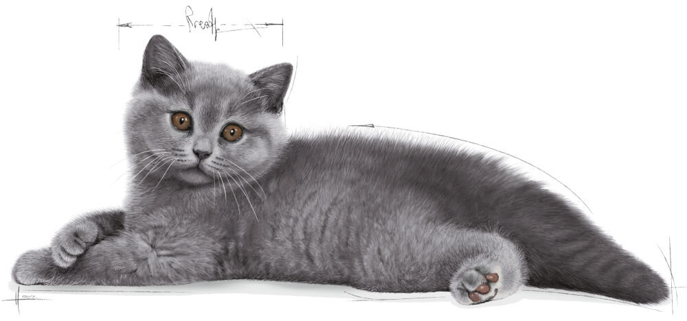 Karma dla kota ROYAL CANIN FBN British Shorthair Kitten 10 kg naturalne składniki