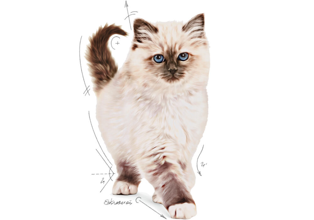 Karma dla kota ROYAL CANIN FBN British Shorthair Kitten 10 kg skład karmy grafika z kociakiem rasy raggdol