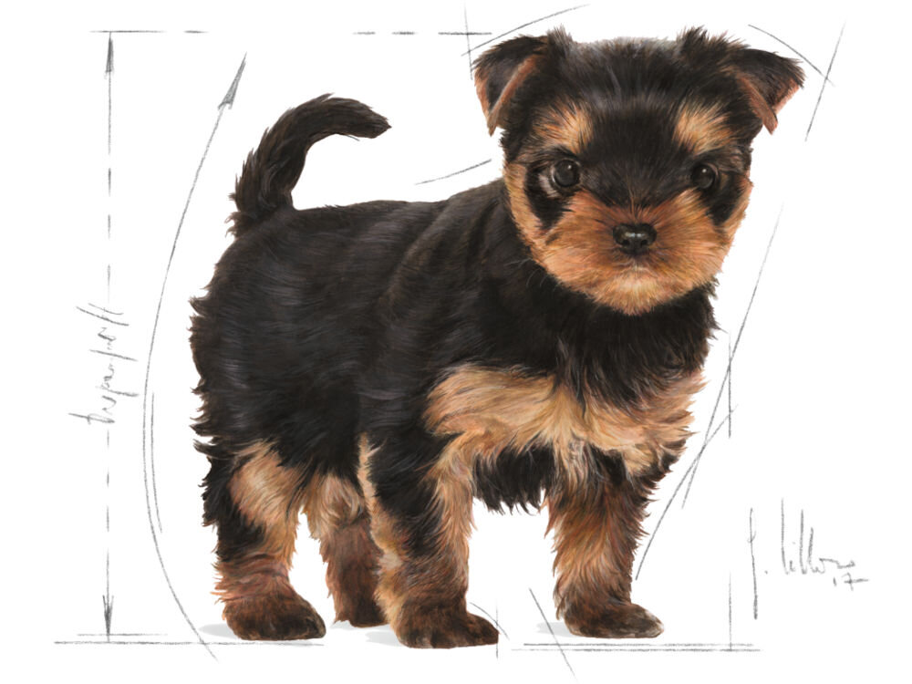 Karma dla psa ROYAL CANIN Mini Puppy Junior 8 kg skład karmy grafika ze szczenięciem Yorkshire terrier