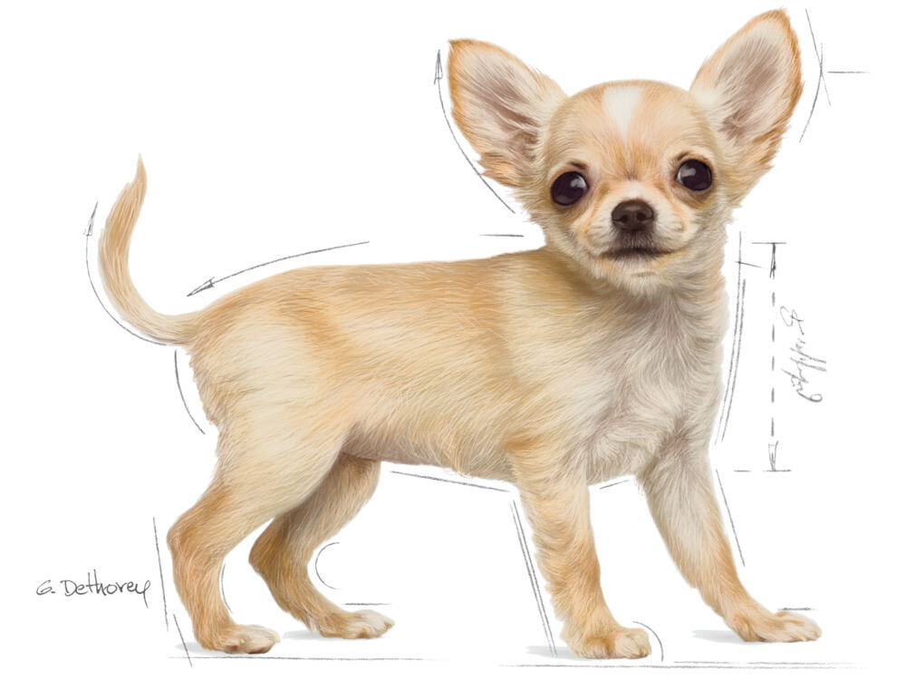 Karma dla psa ROYAL CANIN Mini Puppy Junior 8 kg witaminy pierwiastki aminokwasy analiza składu grafika ze szczenięciem chihuahua