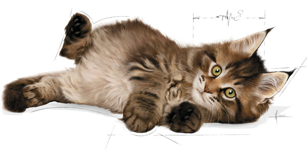 Karma dla kota ROYAL CANIN Maine Coon Kitten 10 kg naturalne składniki grafika z kociakiem rasy Maine Coon