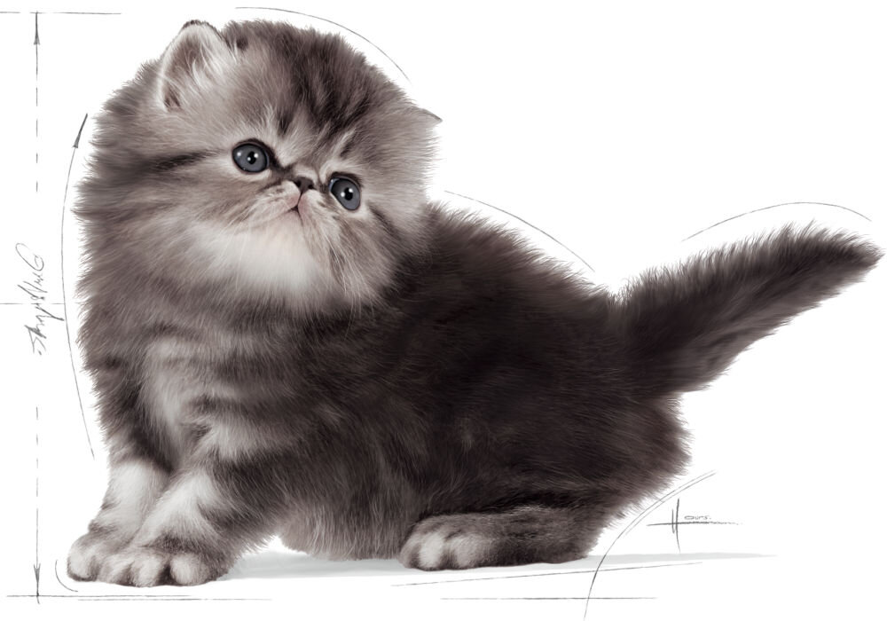 Karma dla kota ROYAL CANIN Maine Coon Kitten 10 kg zalecenia żywieniowe grafika z kociakiem rasy perskiej