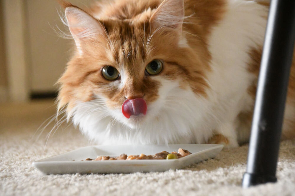 Karma dla kota FITMIN Cat Purity Urinary Indyk 1,5 kg kot jedzący z talerzyka skład składniki analityczne