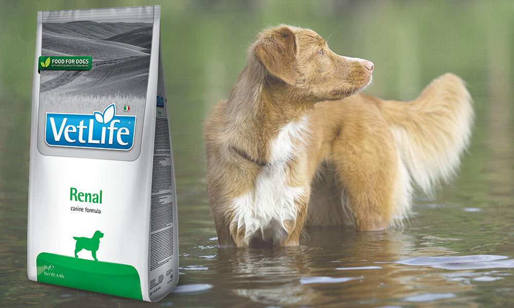 Karma dla psa FARMINA Vet Life Renal 12 kg dawkowanie analiza sklad