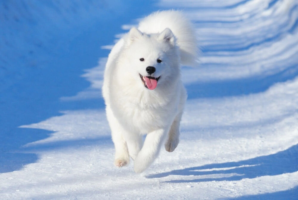 Karma dla psa FITMIN Dog For Life Adult Large Breeds 15 kg białybiegnący pies skład składniki analityczne