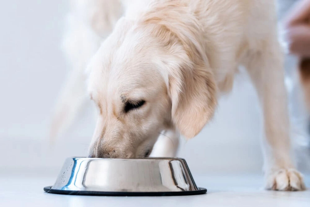 Karma dla psa FITMIN Dog For Life Adult 15 kg pies jedzący z miski dawkowanie karmy dzienne porcje kaloryczność