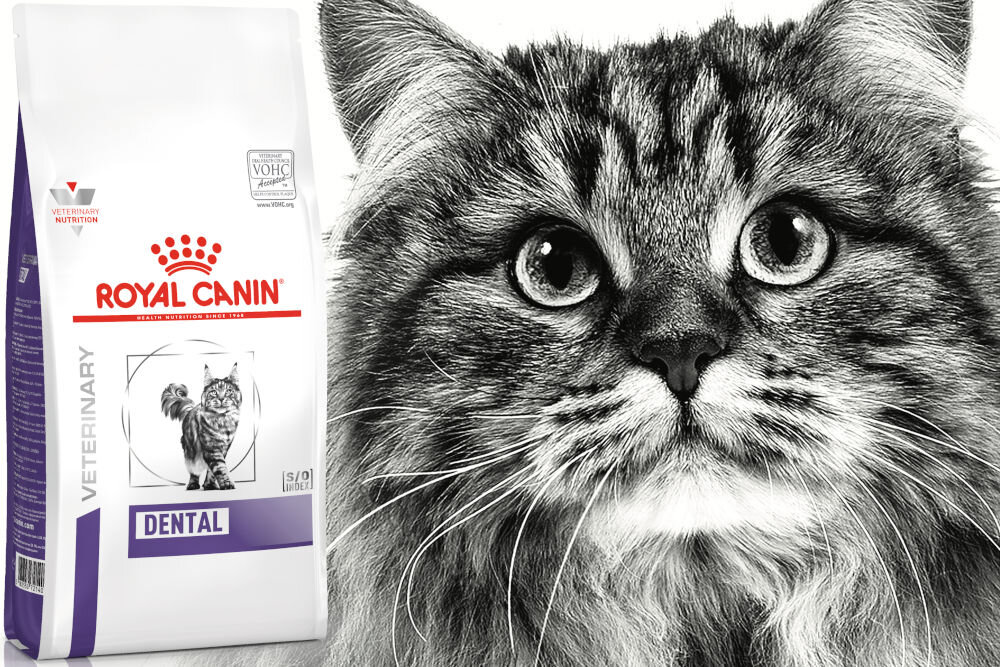 Karma dla kota ROYAL CANIN Dental 3 kg naturalne składniki