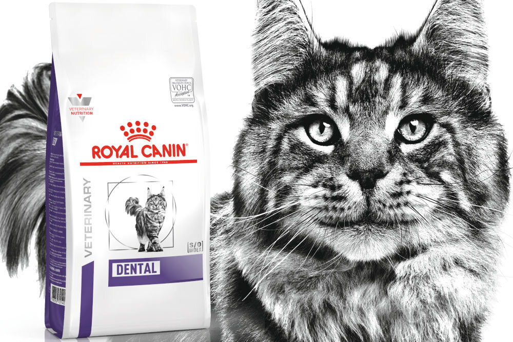 Karma dla kota ROYAL CANIN Dental 3 kg dawkowanie analiza sklad