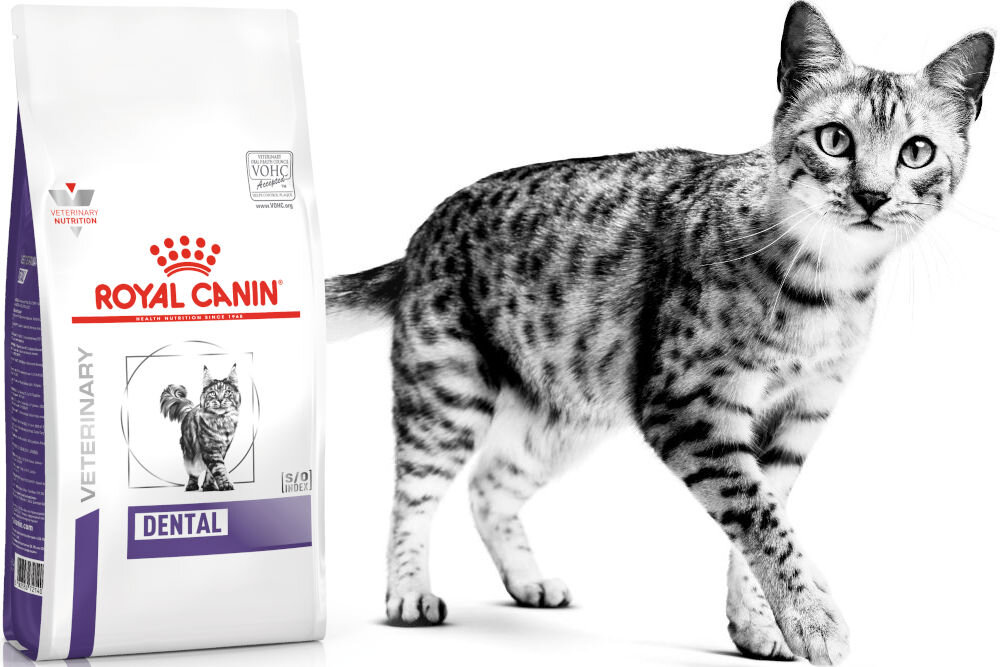 Karma dla kota ROYAL CANIN Dental 3 kg witaminy pierwiastki aminokwasy
