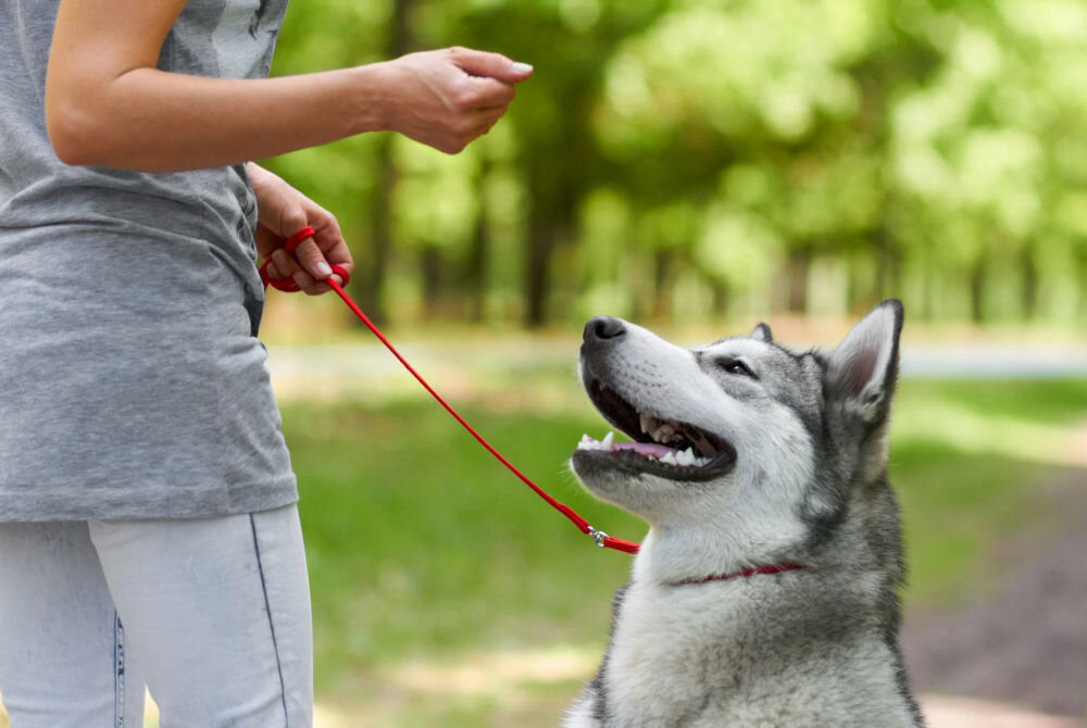 Karma dla psa FITMIN Dog For Life Adult Large Breeds 3 kg pies na spacerze zawartość dodatków w karmie