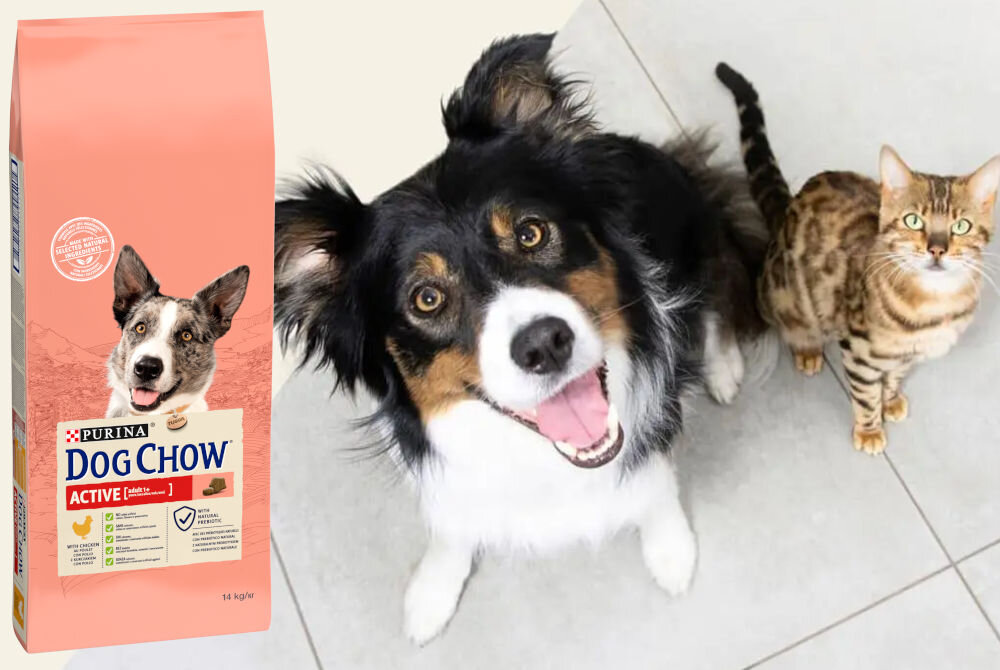 Karma dla psa PURINA Dog Chow Active z Kurczakiem 14 kg witaminy zdrowie