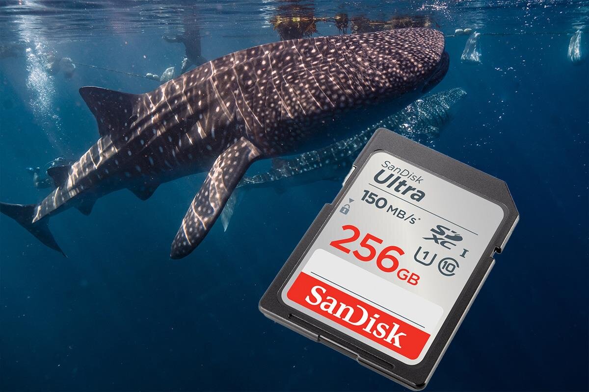 Obraz przedstawia kartę pamięci z napisem \'SanDisk Ultra 150 MB/s 256 GB\' na tle podwodnego zdjęcia rekina wielorybiego. Logo \'SanDisk\' jest widoczne na dole karty.