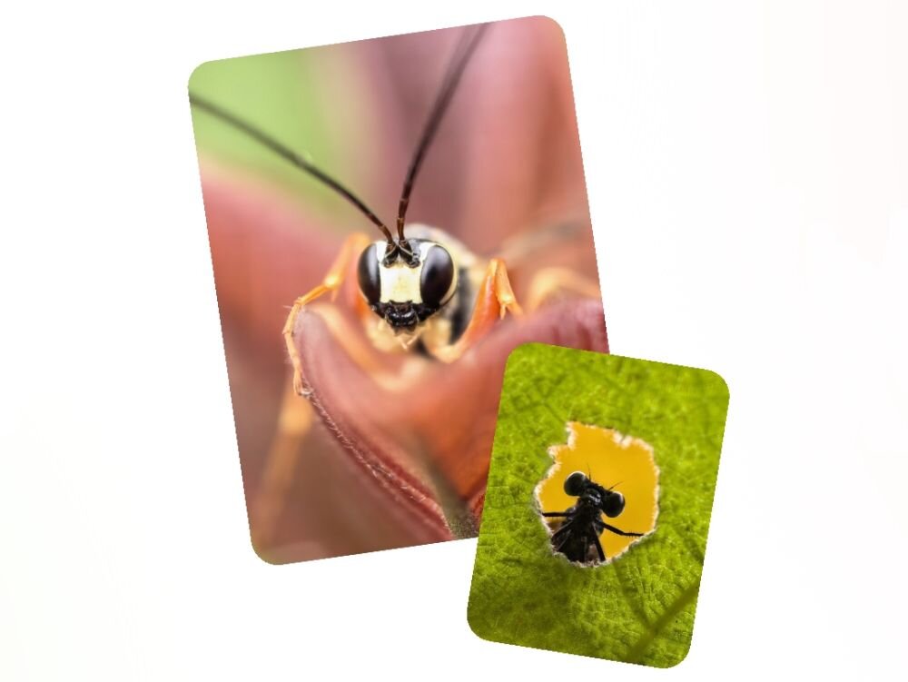 HUAWEI Pura 90s Pro teleobiektyw makro 5 cm fotografia mobilna zbliżenia i detale