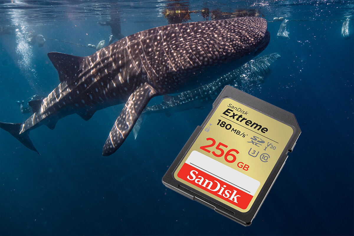 Obraz przedstawia kartę pamięci z napisem \'SanDisk Extreme 180 MB/s 256 GB\' na tle podwodnego zdjęcia rekina wielorybiego. Logo \'SanDisk\' jest widoczne na dole karty.