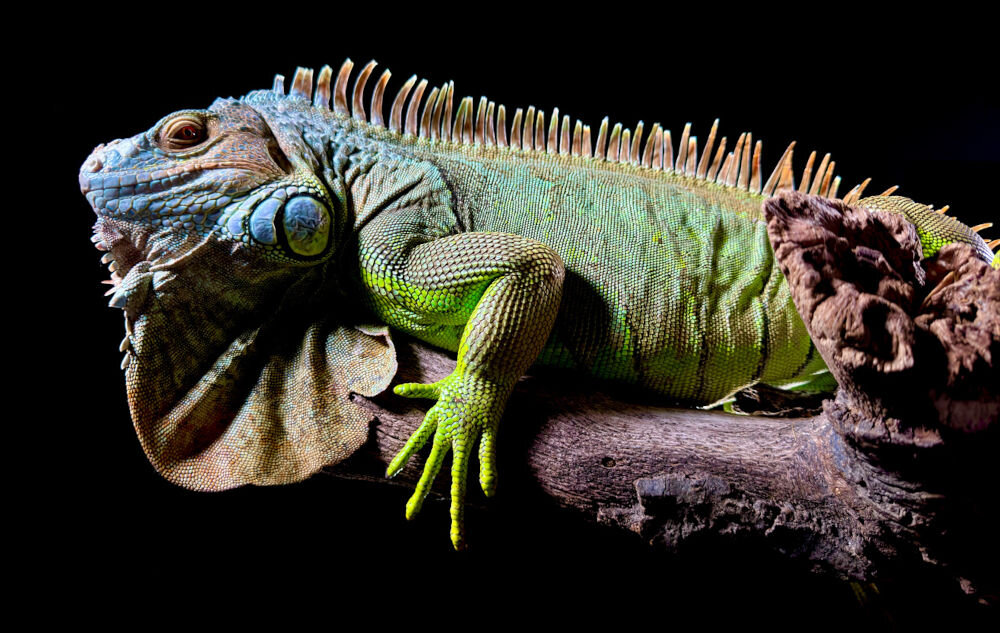 Zielona iguana leży na gałęzi na czarnym tle. Jej skóra ma różne odcienie zieleni i brązu.