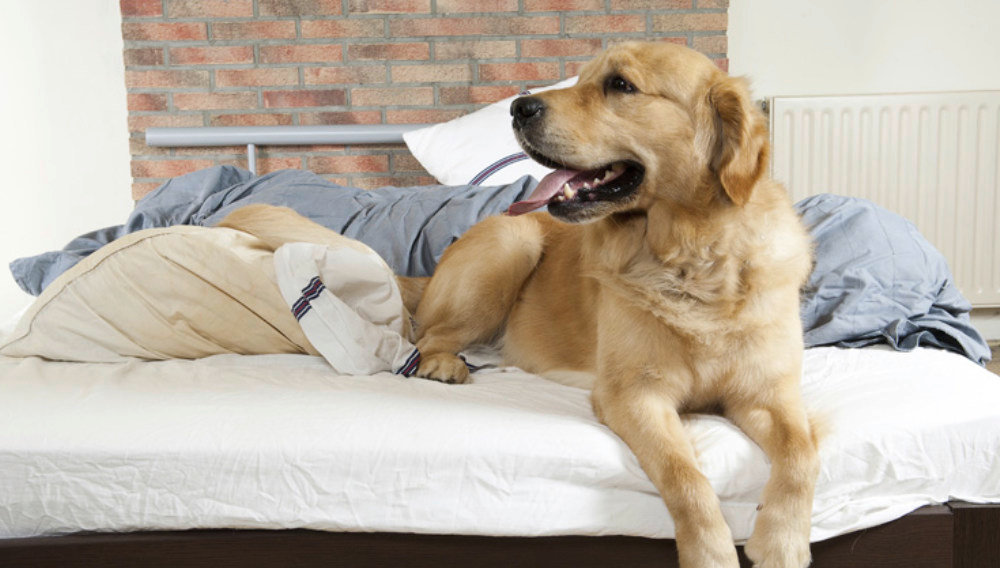 Pralko-suszarka HOOVER WDXOA40 464AHC/2-S - Wybór stopnia zabrudzenia