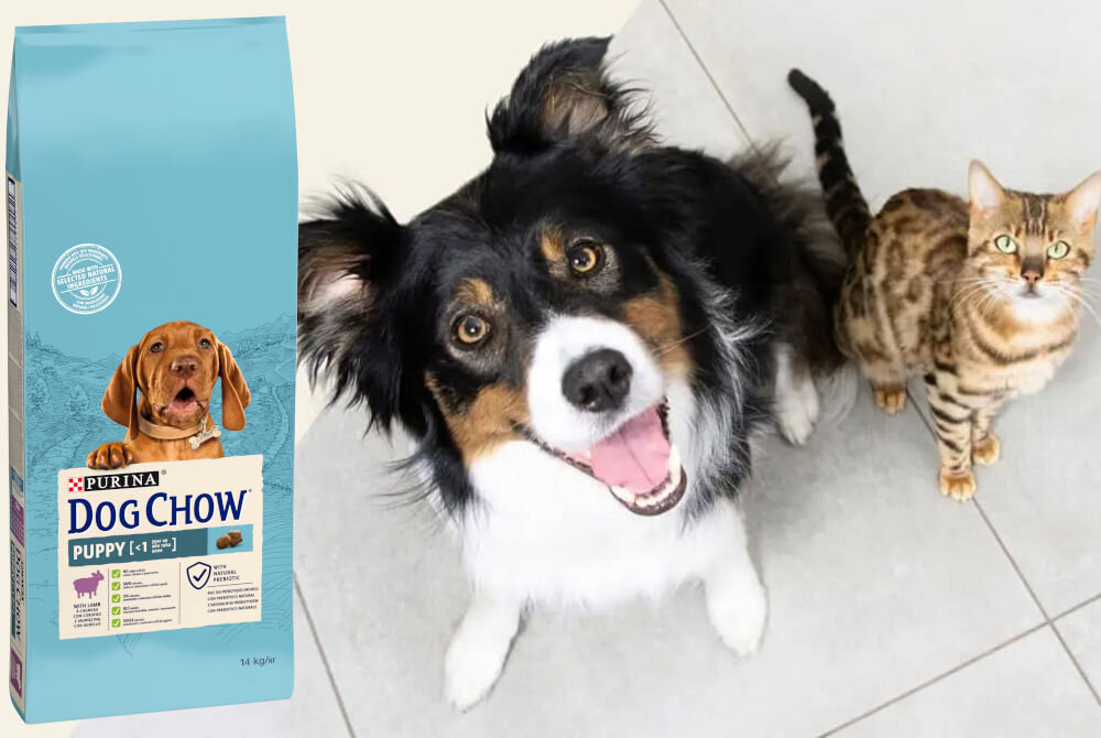 Karma dla psa PURINA Dog Chow Puppy z Jagnięciną 14 kg witaminy zdrowie