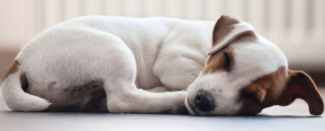 Grzejnik olejowy SENCOR SOH 8110WH cicha praca uzytkowanie wygoda komfort