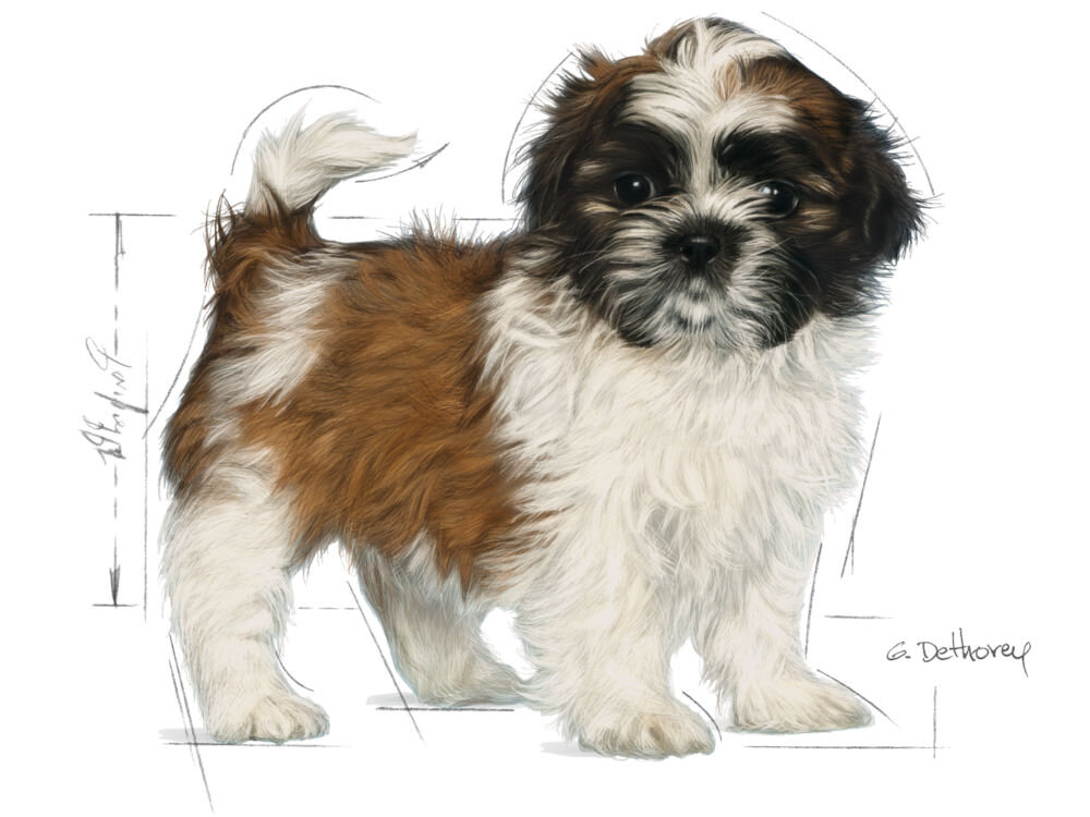 Karma dla psa ROYAL CANIN Yorkshire Terrier Puppy 7,5 kg zalecenia żywieniowe grafika ze szczenięciem shih tsu