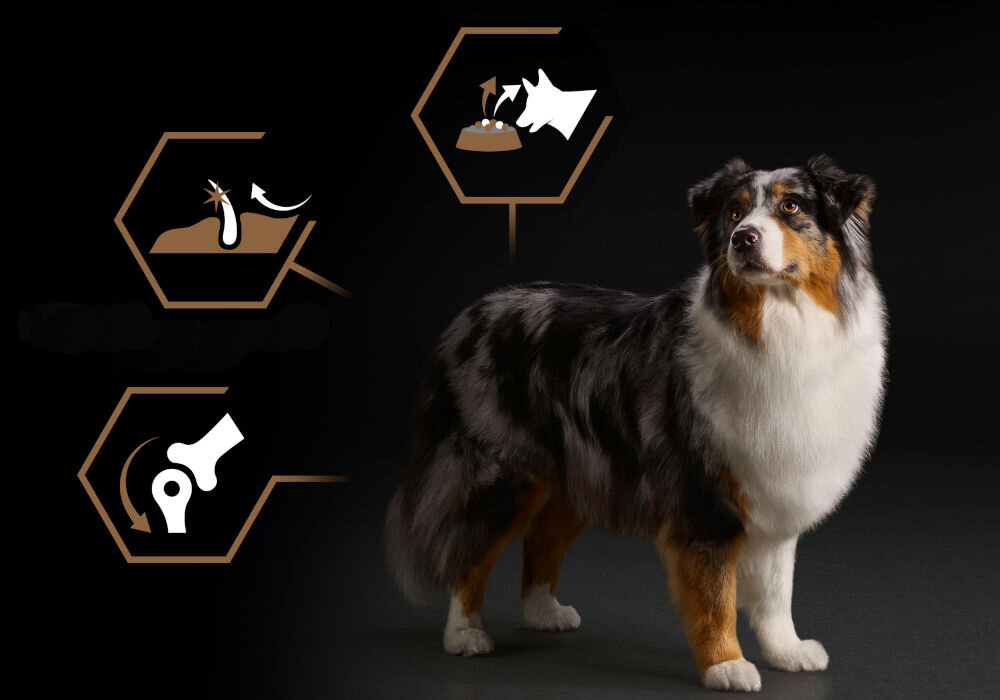 Karma dla psa PURINA Pro Plan Duo Delice Adult Wołowina i ryż 10 kg dodatki analiza