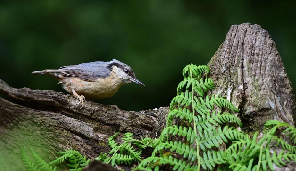 Obiektyw NIKON AF-S Nikkor 200-500 mm f-5.6E ED VR ptak na korzeniu