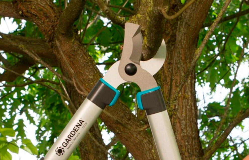 Sekator ręczny GARDENA EasyCut 500 B ogród drzewo osoba przycina gałąź na drzewie zbliżenie na ostrza radzi sobie z gałęziami o grubości do 42 mm odpowiednia geometria ostrzy solidna konstrukcja efektywne porządkowanie drzew żywopłotów i krzewów