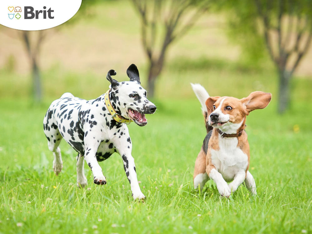 Karma dla psa BRIT Fresh Duck Active Run & Work Kaczka z prosem 12 kg świeże mięso aminokwasy bez sztucznych dodatków