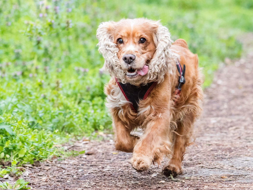 Karma dla psa BRIT Fresh Duck Active Run & Work Kaczka z prosem 12 kg skład analityczny dodatki witaminy