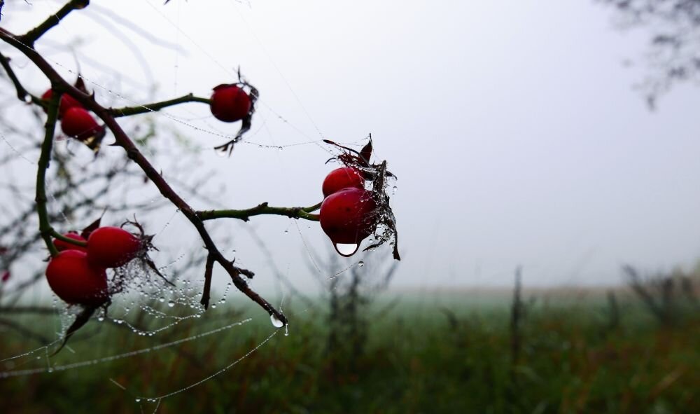 Obiektyw PENTAX SMC FA 50 mm f-1.4  ogniskowa przysłona ostrość pierścienie optyka soczewki powłoki montaż bagnet światło jasność zoom filtry waga