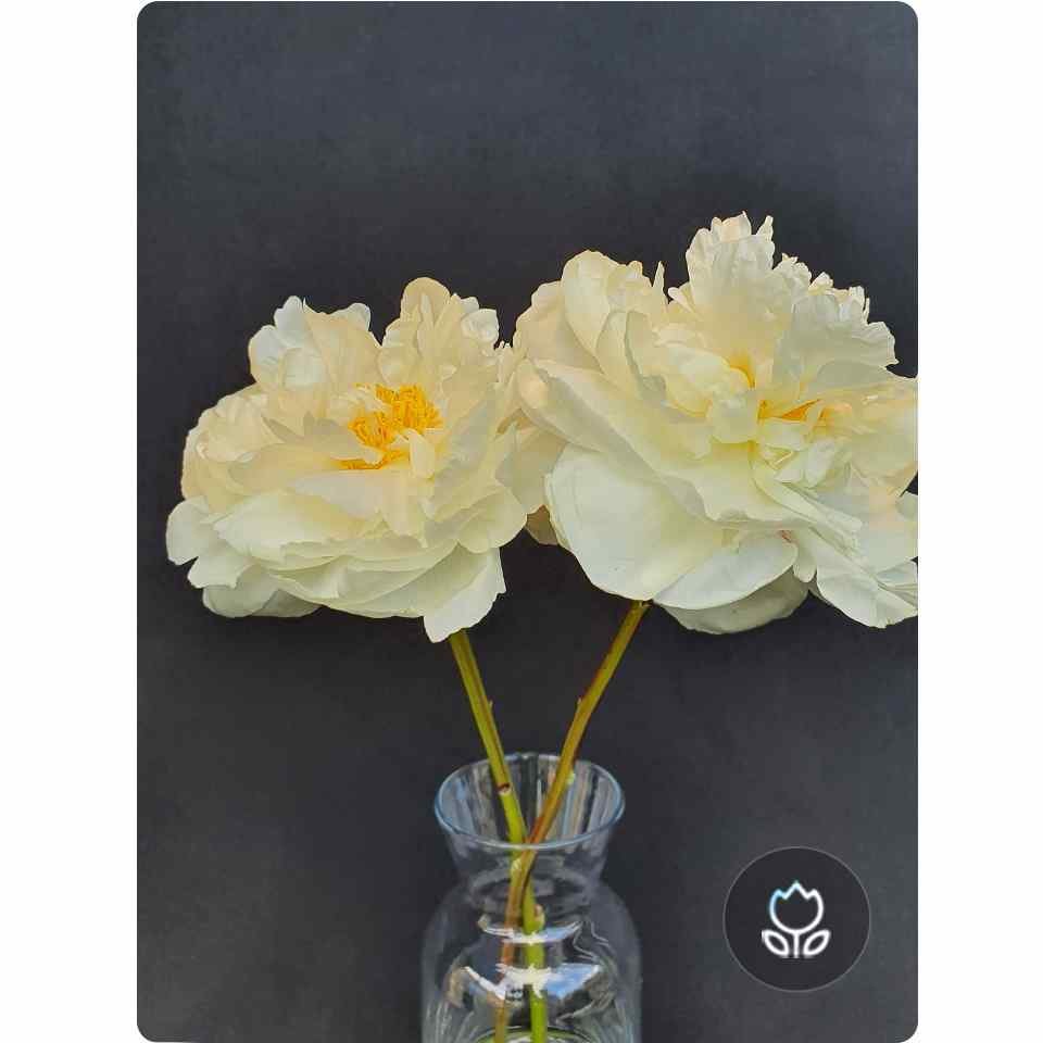 samsung-zdjecia kwiatow-4bee samsung-zdjecia kwiatow-4bee