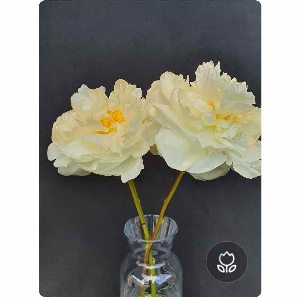 samsung-zdjecia kwiatow-4bee samsung-zdjecia kwiatow-4bee