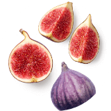 Sencor