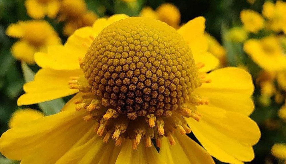 SMARTFON ONEPLUS 7T PRO makro obiektyw closeup zdjęcia aparat