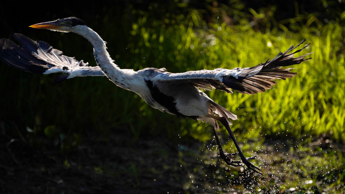 Obiektyw SONY FE 100-400 mm Powłoka Sony Nano AR odbicia poświaty i efekty duszków wysoki kontrast i ostrość kadrowanie