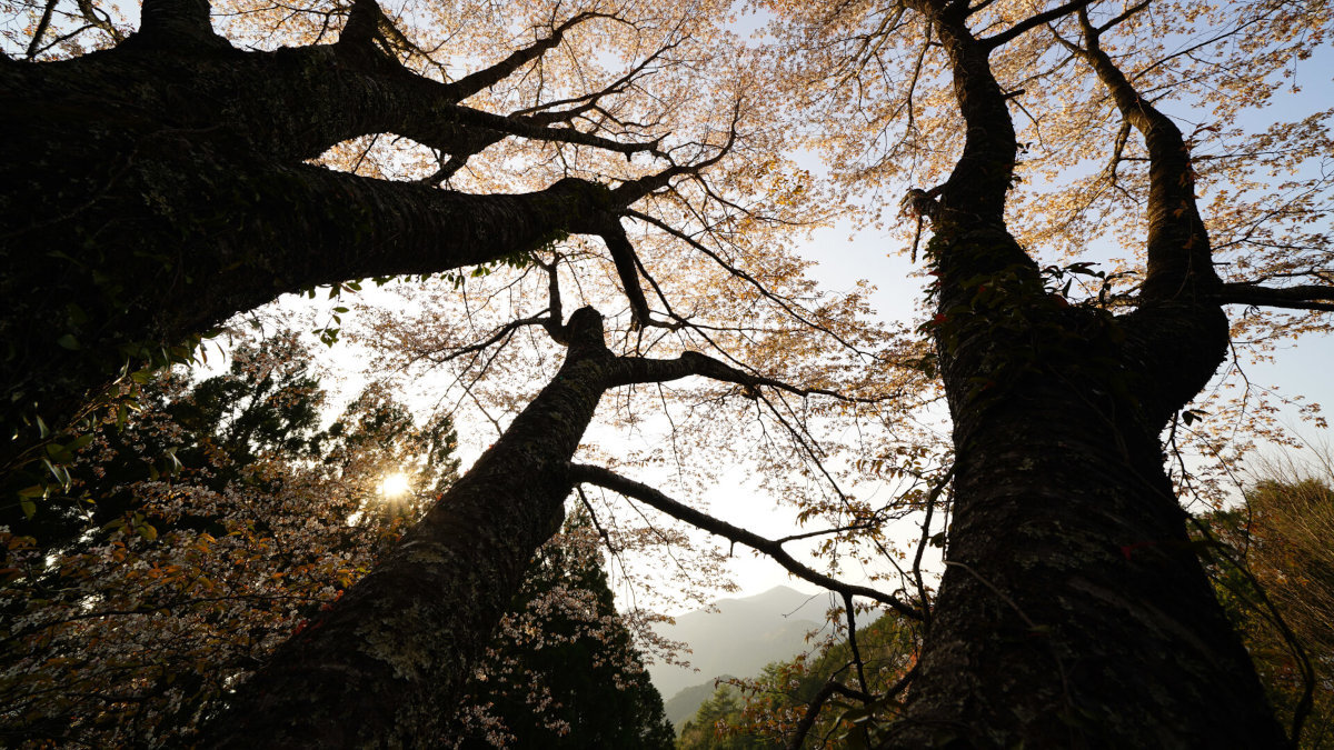 Obiektyw SONY FE 12-24 mm odporności na kurz i wilgoć fotografowania lekkim deszczu wietrznej pogodzie
