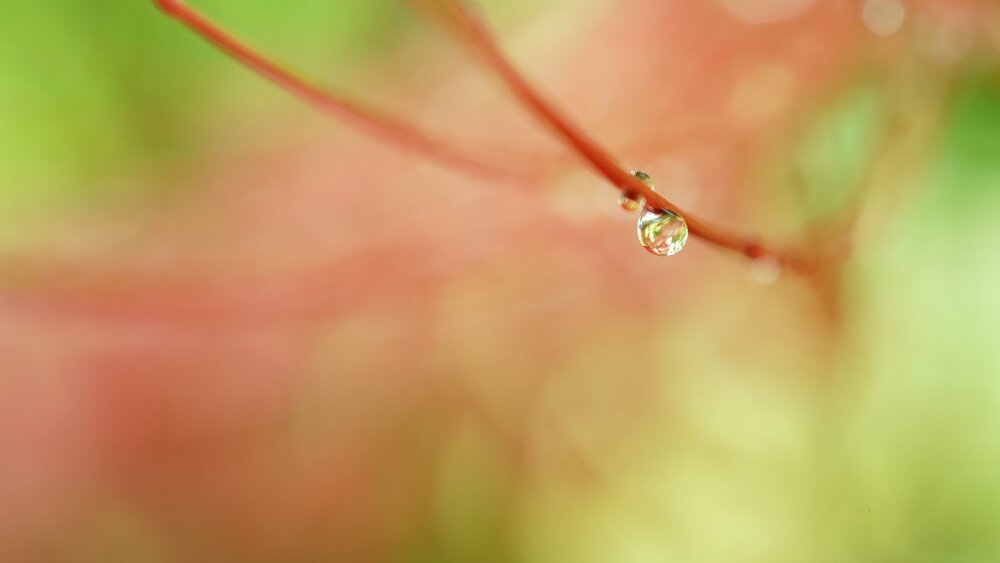 Obiektyw SONY FE 50 mm f2.8 Macro kropla rosy