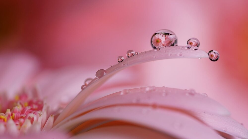 Obiektyw SONY FE Lens 90 mm f2.8 Macro G OSS powiększenie krople rosy na kwiatach
