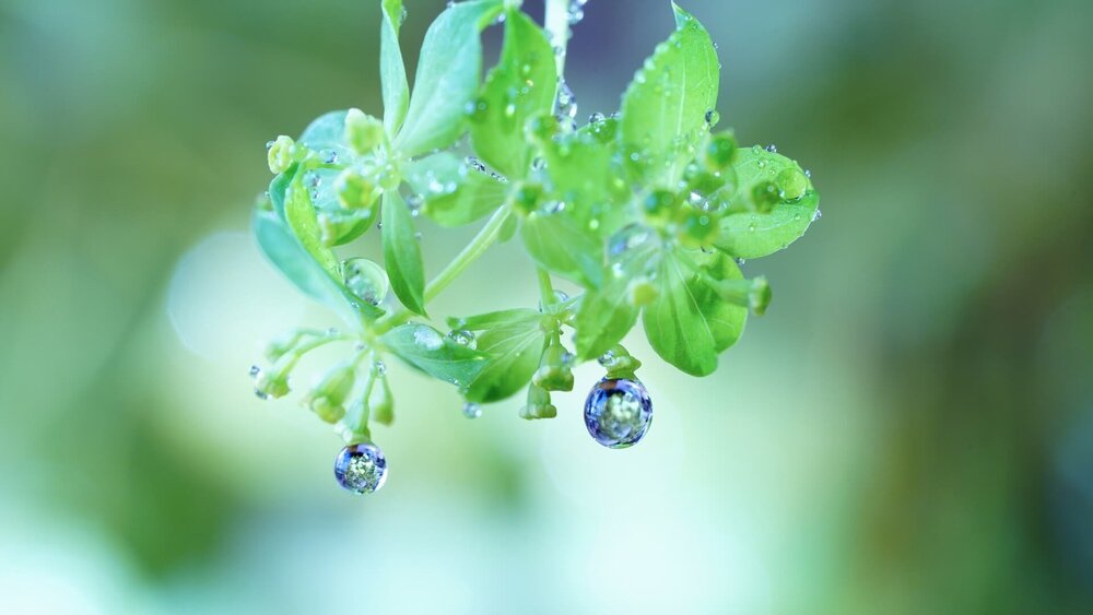 Obiektyw SONY FE Lens 90 mm f2.8 Macro G OSS aberracje ostrość zdjęcie rośliny