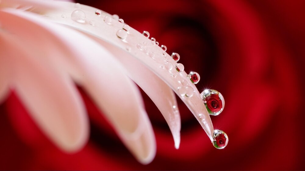 Obiektyw SONY FE Lens 90 mm f2.8 Macro G OSS Optical SteadyShot stabilizacja rosa na płatkach