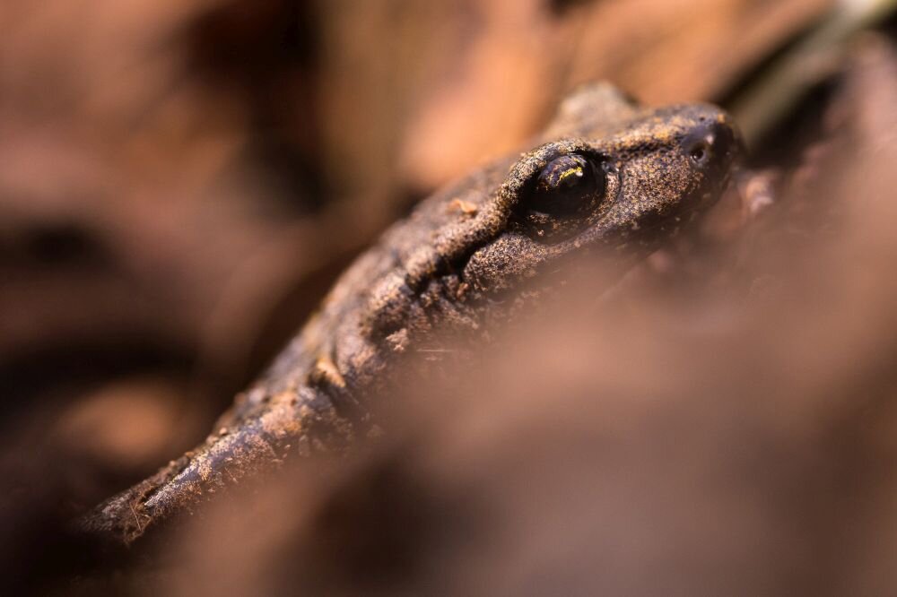 Obiektyw Laowa CA-Dreamer 100 mm f/2,8 Macro 2:1 zdjęcie przykładowe