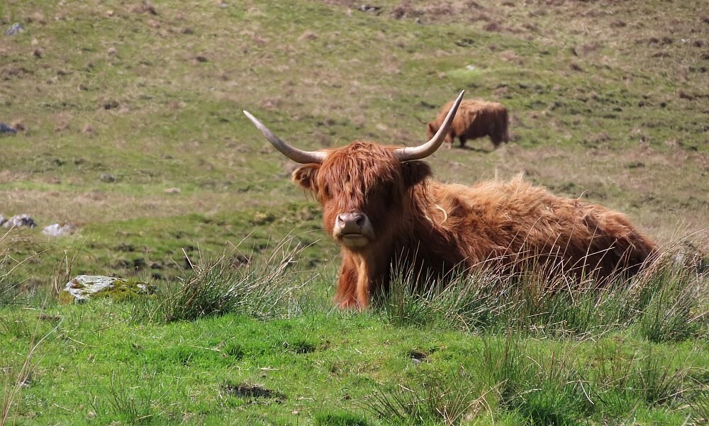 Aparat CANON PowerShot SX740 HS  zoom rozdzielczość bateria stabilizacja zoom af przysłona obiektyw makro ogniskowa 
