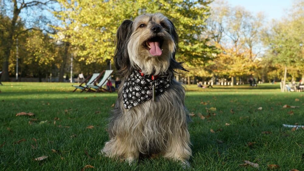 Obiektyw SONY E 18-135 mm F3.5-5.6 OSS Autofocus piesek w parku