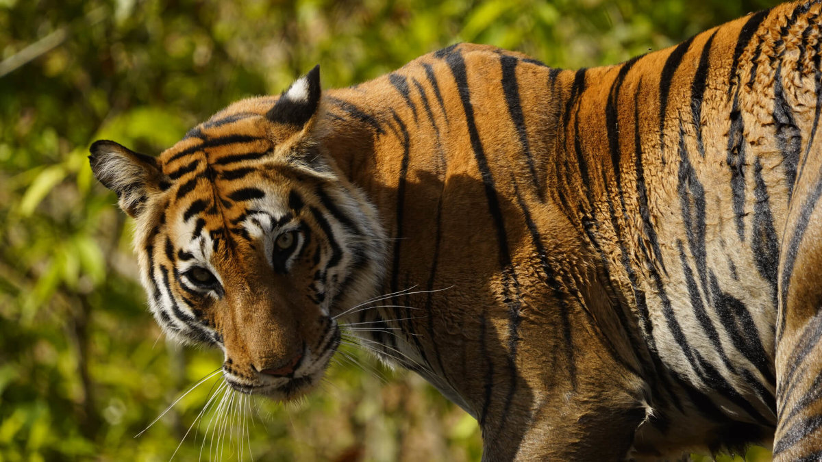 SONY FE 200-600 mm Konstrukcja optyczna pięcioma soczewkami ED jednym elementem asferycznym wysoką rozdzielczość jakość obrazu eliminuje aberracje sferyczne i zniekształcenia minimalizują aberrację chromatyczną superteleobiektywach