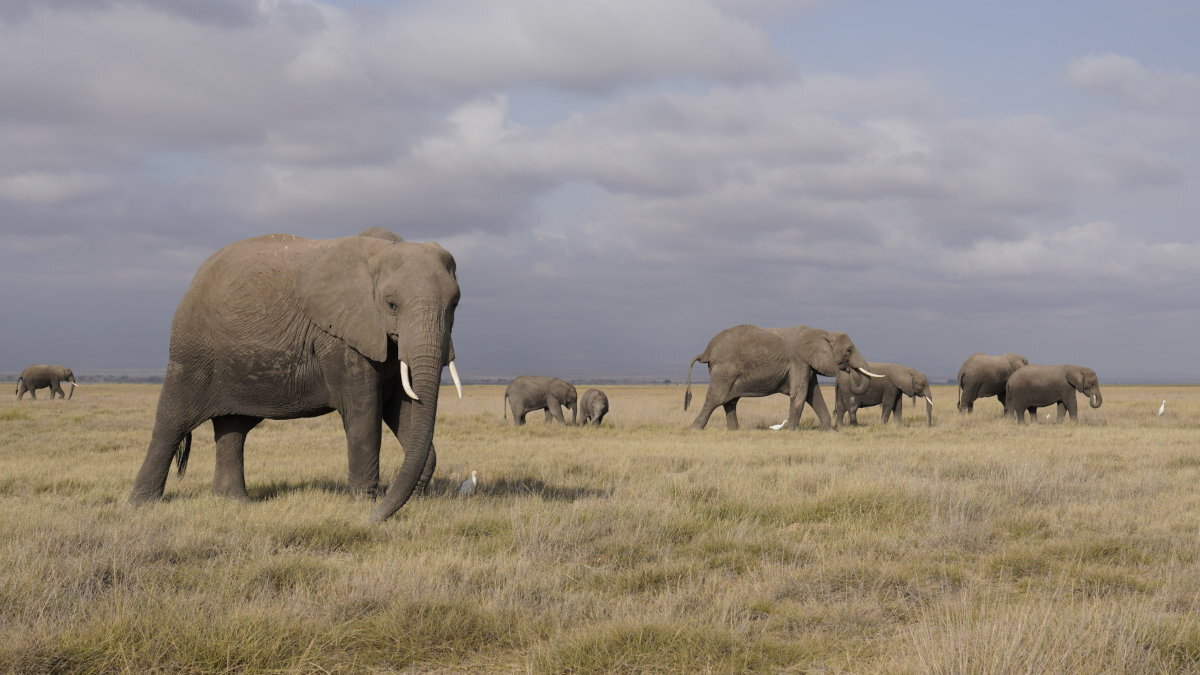 SONY E 16-55 mm Zoom APS-C 24-82,5 mm pełnej klatki F2.8 Konstrukcja optyczna całej powierzchni kadru efektu bokeh