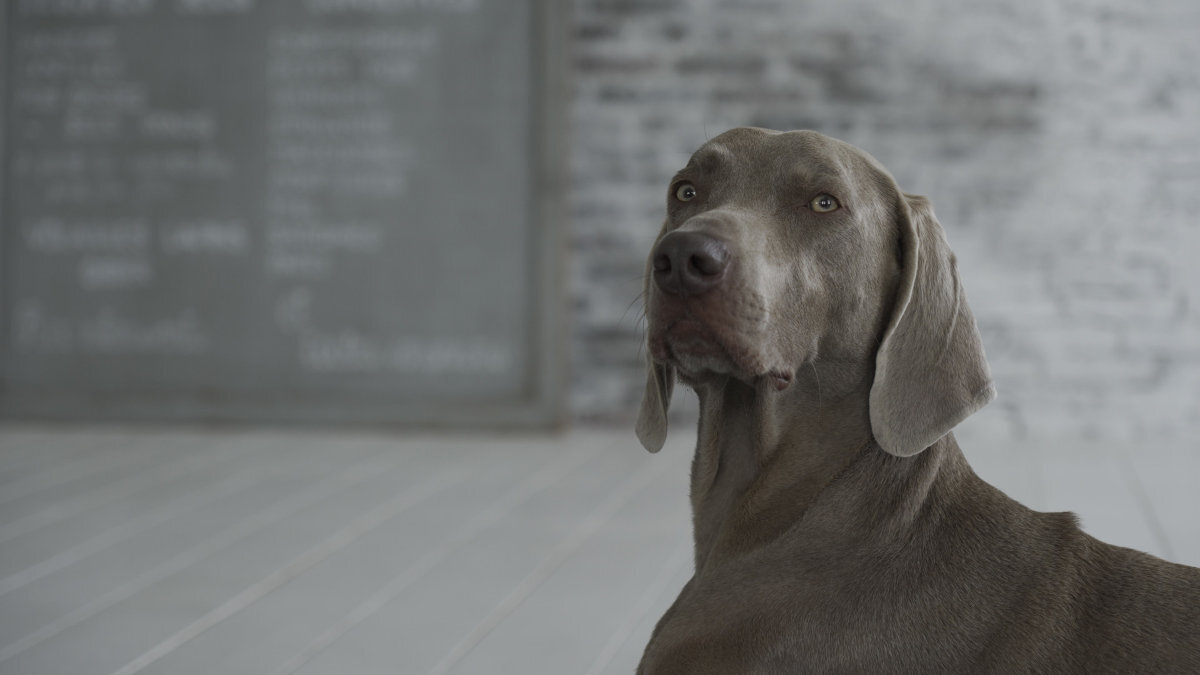 SONY E 16-55 mm konstrukcja optyczna dwóch soczewek AA dwóch soczewek asferycznych eliminuje aberracje całym kadrze trzech soczewek ED pełnym zakresie zoomu