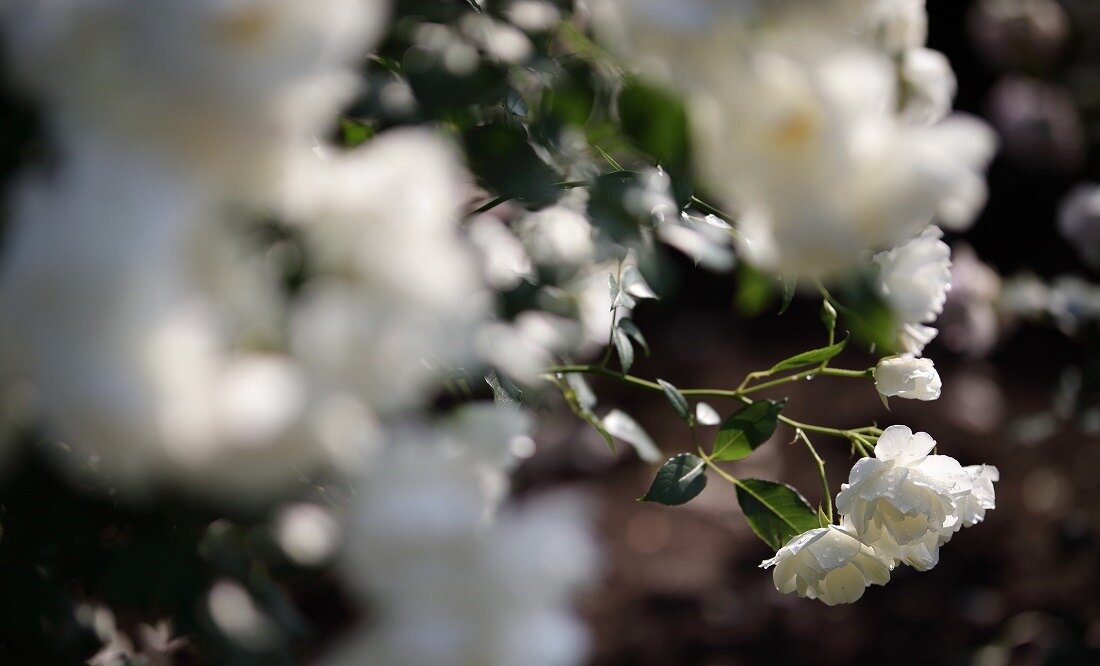 Obiektyw SIGMA A 105 mm f-1.4 A DG HSM powłoki 