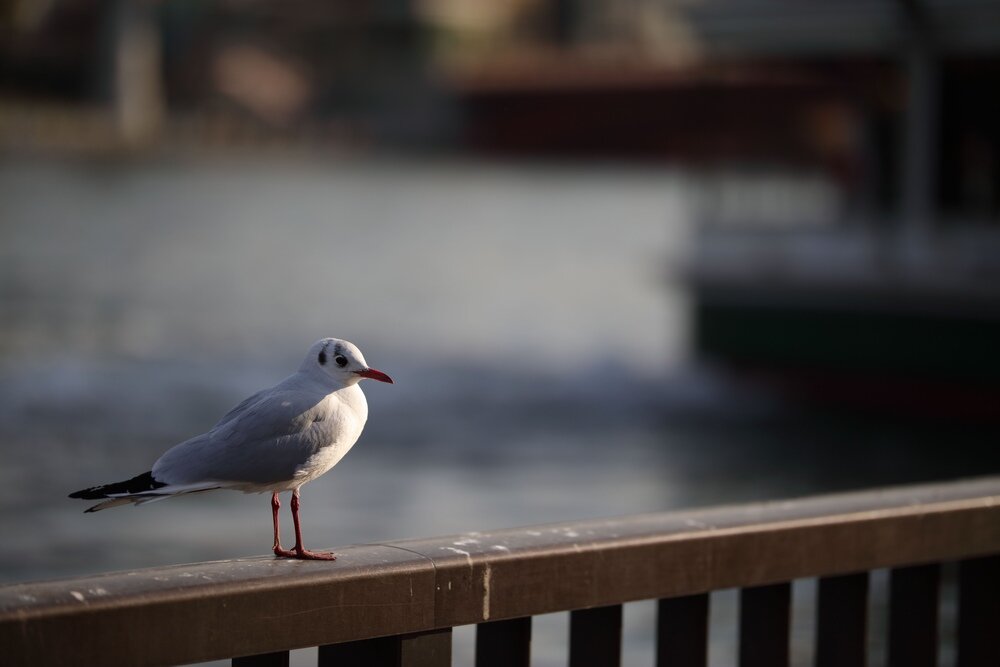 Obiektyw SIGMA A 105 mm f-1.4 A DG HSM  Wszechstronność