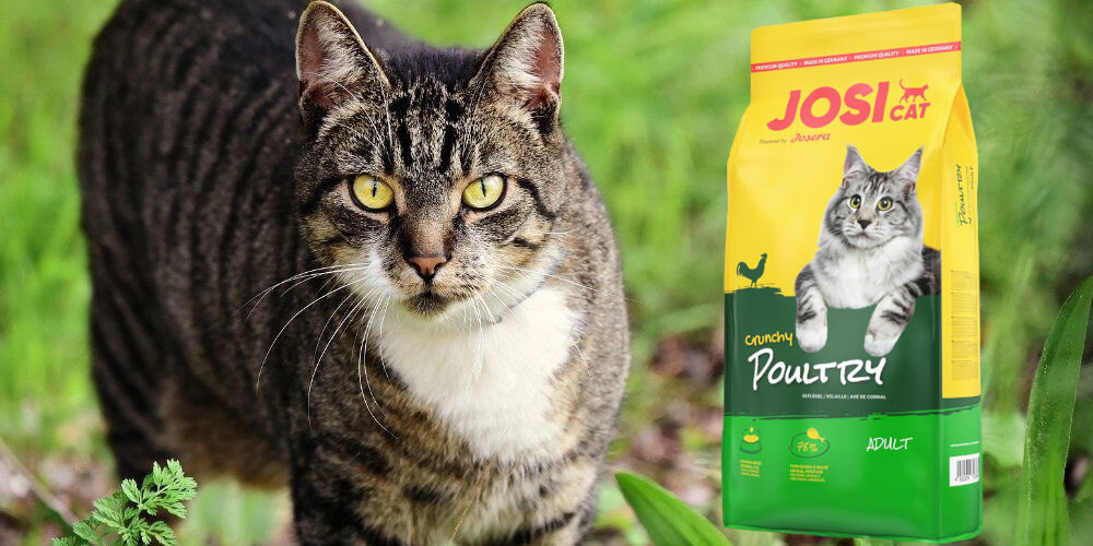 Karma dla kota JOSERA JosiCat Crunchy Poultry Drób 10 kg witaminy pierwiastki aminokwasy